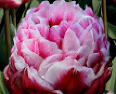 Лалета Dazzling Desire (пакет- 5 луковици)