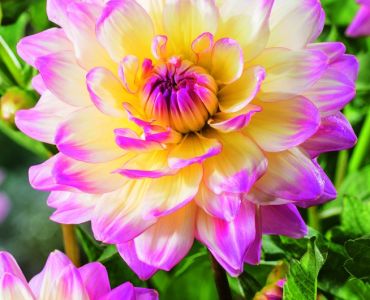 Далия Hapet blue Eyes