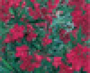 олеандър Червен