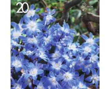 Хионодокса 1оп (20лук)