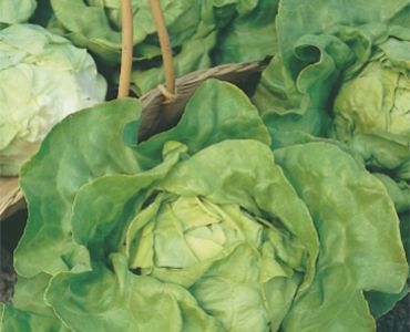 салата Св. Анна`SG