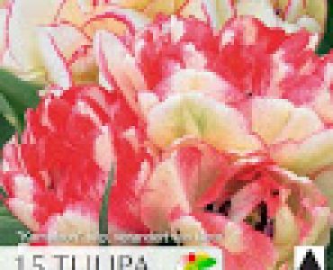 Лалета Cartouche (пакет - 15 луковици)