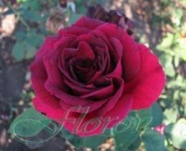 Облагородена храстовидна роза Флоров: Каталожен номер 46