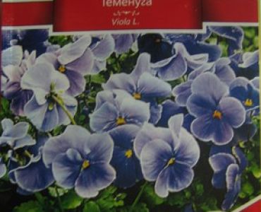 теменуга Светло синя