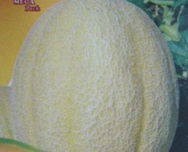 пъпеш Цар на Градината