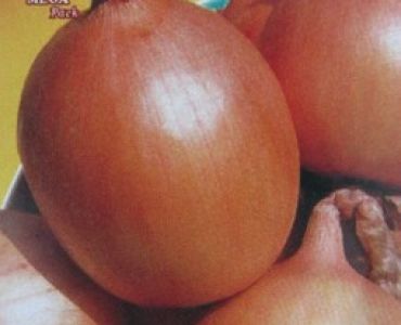 лук Тексаски ранен