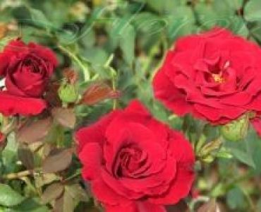 Облагородена катереща роза Флоров: Каталожен номер 25
