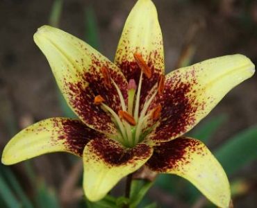 Лилиум Blumblebee