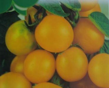 домати Жълто чери