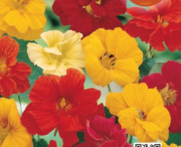 Латинка висока Кичеста SG