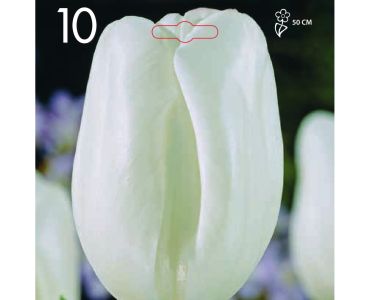 Лале Triumph-White