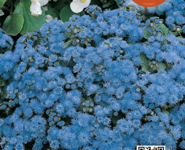 Синьо пухче (Агератум)`SG