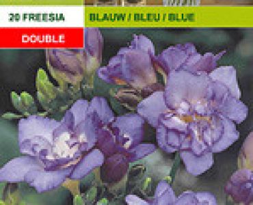 фрезии Кичести - сини 20бр.