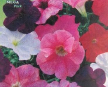 Петуния едроцветна