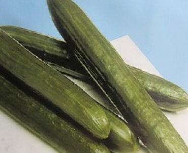 краставици Сандра F1