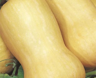 тиква Butternut Liscia`SG
