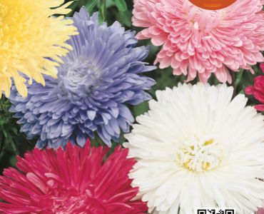 Астра Калифорния микс`SG