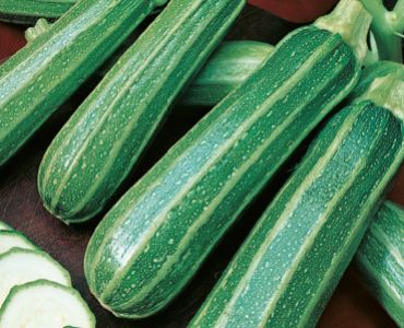 тиквички шарени от Наполи`SG