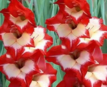 гладиол Rolinka