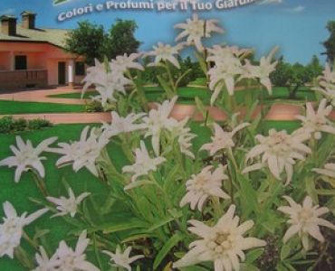 Еделвайс (семена)