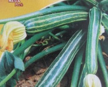 тиквички шарени от Наполи