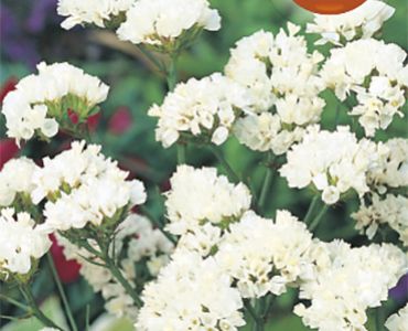 Лимониум - бял`SG