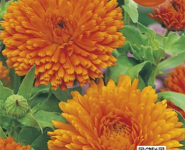 Невен кичест`SG