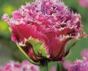 Лалета Mascotte (пакет - 5 луковици)