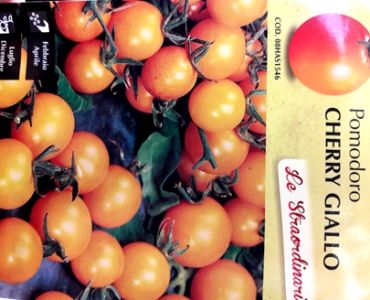 домати Жълто чери