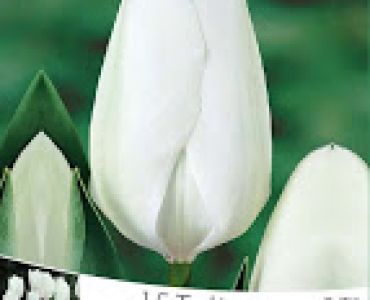 Лалета White (пакет - 15 луковици)