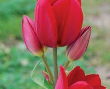 лале Multiflora red georgette