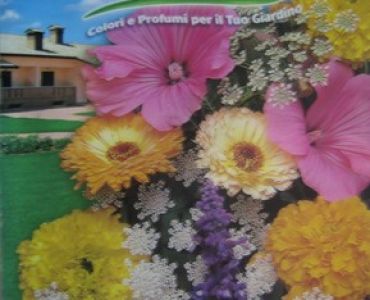 Цветен микс Едногодишни растения