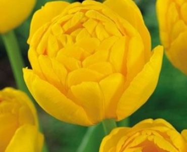 Лале Double yellow pomponette