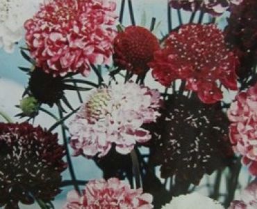 Скабиоза - кичеста