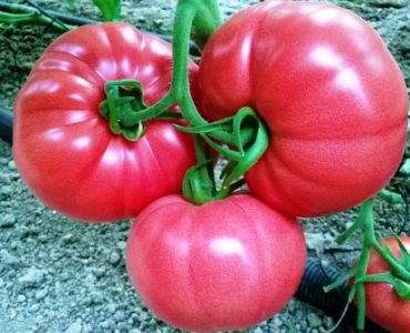 домати Пинк Рок F1