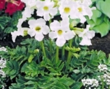 Инкарвилея Snowtop