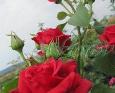 Облагородена катереща роза Флоров: Каталожен номер 23