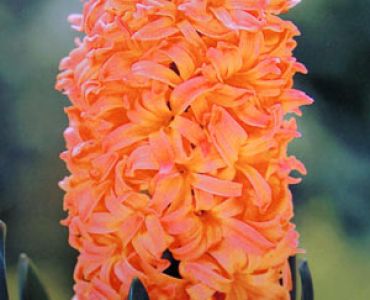 Зюмбюл Gipsy Queen 14/15