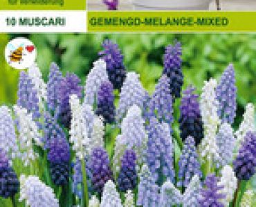 Мускари микс (Muscari mixed)