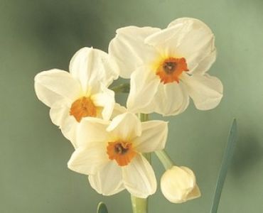 нарцис Multiflora Cragford (по няколко цвята на дръжка)