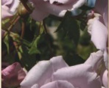 Увивна роза 058