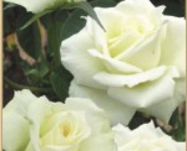 Храстовидна роза 010