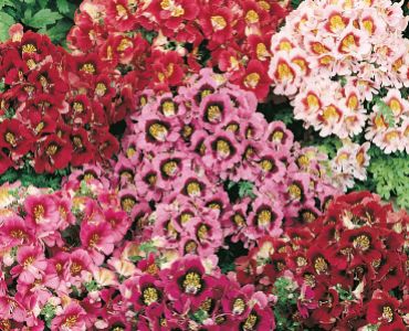 Шизантус микс`SG