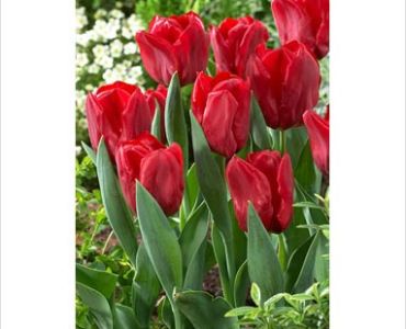 лале Various Seadov