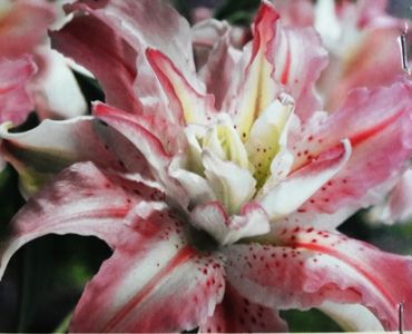 лилиум Broken Hard