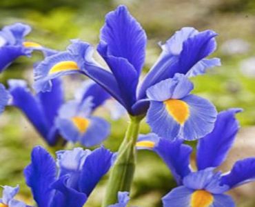 Ирис hollandica professor blauw