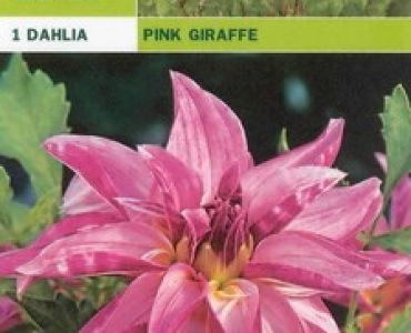 далия Pink Giraffe