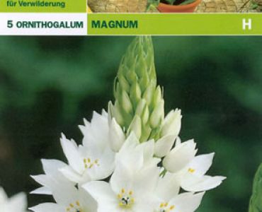 Декоративен лук (Allium Christophii) Ornithogalum Magnum