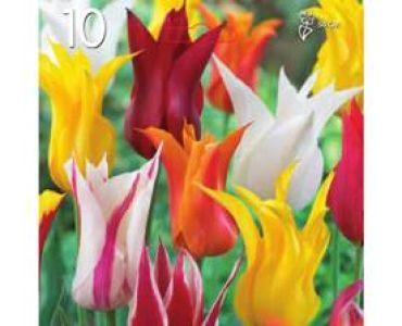 Лале Lilyflowering-Mixed 11/12