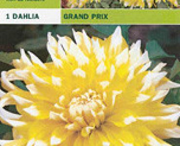 далия Grand Prix